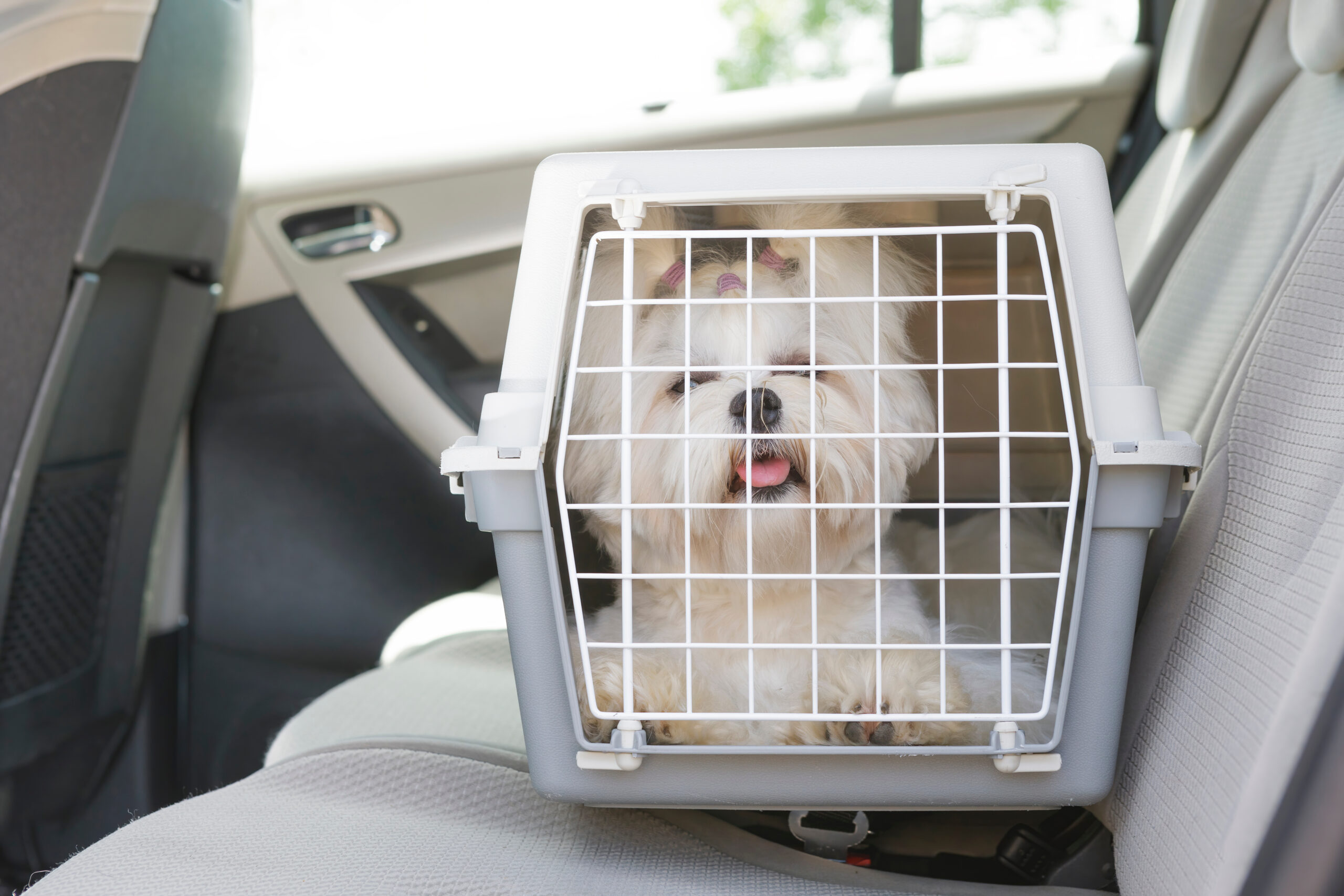 Cómo llevar al perro en el coche para que no te sancionen