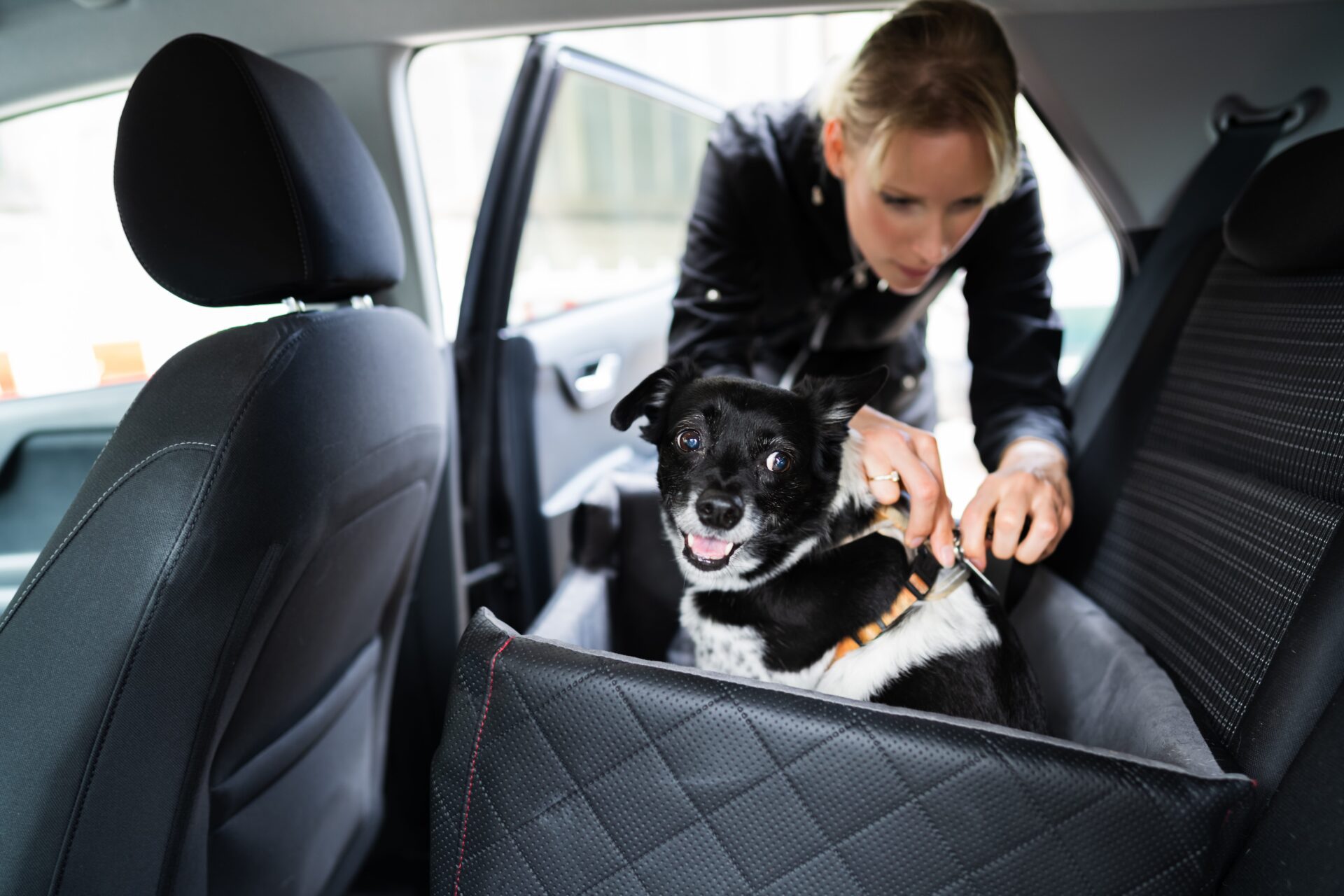 perros-coche
